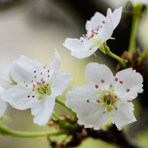女学生按摩AV姦奷
